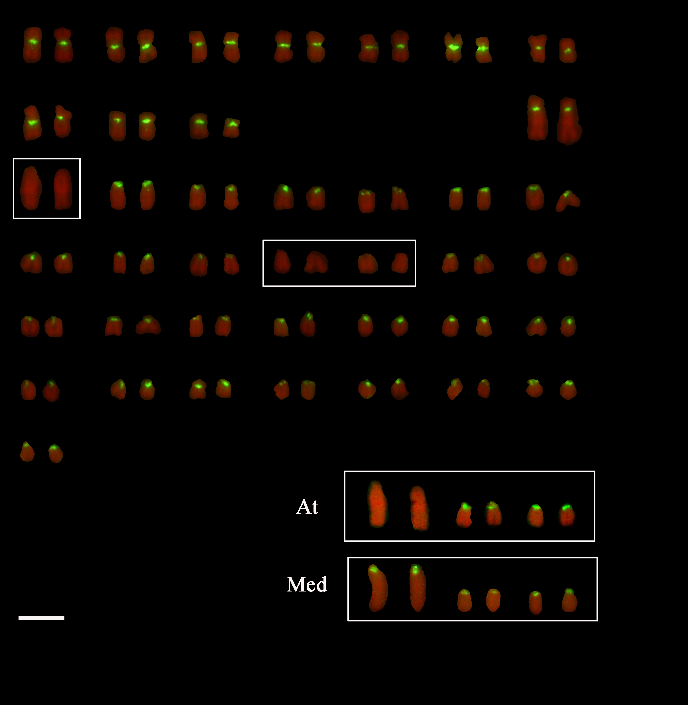 Cromosomi di varie specie di trota